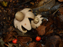 Flask Earthstar