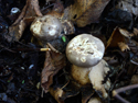 Pepperpot Earthstar
