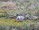American Horned Lark