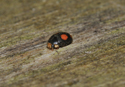 Platynaspis luteorubra
