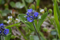 Alpine Speedwell