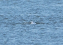 Beluga