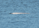 Beluga