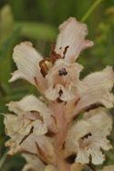 Bedstraw Broomrape