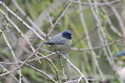 Black Headed Blue Tit