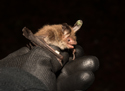 Bechstein's Bat
