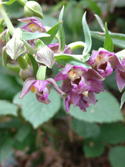 Broad Leaved Helleborine
