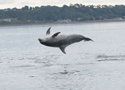 Bottle Nosed Dolphin