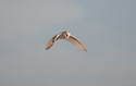 Barn Owl