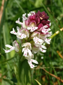 Burn Tip Orchid