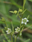 Bastard Toadflax