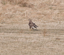 Buzzard