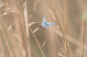 Chalkhill Blue
