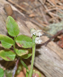 Creeping Ladies Tresses