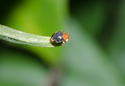 Cryptolaemus montrouzieri