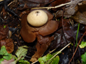Collared Earthstar