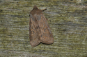 Common Quaker