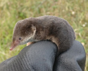Common Shrew