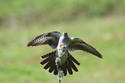 Cuckoo