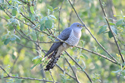 Cuckoo