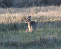 Chinese Water Deer