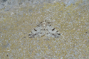 Dotted Carpet