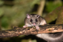 Edible Dormouse