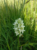 Early marsh orchid var ochroleuca