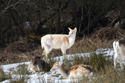 Fallow Deer