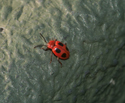False Ladybird