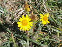 Thrift Clearwing
