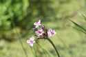 Flowering Rush