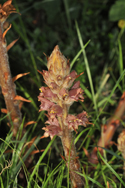 Greater Broomrape