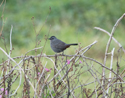 Grey Carbird