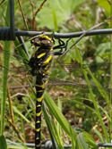 Golden Ringed Dragonfly