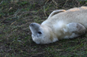 Grey Seal