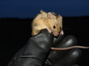 House Mouse