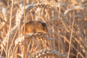 Harvest Mouse