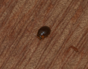 Hyperaspis pseudopustulata
