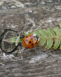 Harlequin Ladybird