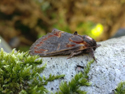 Iron Prominent