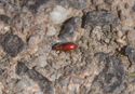 Coccidula rufa