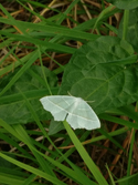 Light Emerald