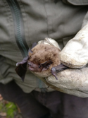 Leisler's Bat