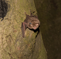 Lesser Horseshoe Bat