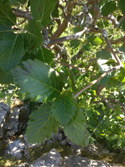 Llangollen Whitebeam