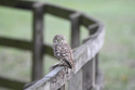 Little Owl
