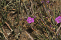 Maidens Pink