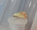 Beautiful Marbled
