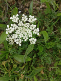 Moon Carrot